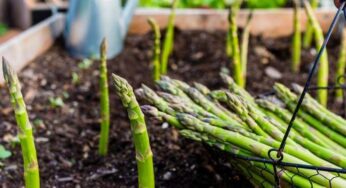 Memahami Lebih Dalam Manfaat Luar Biasa dari Asparagus untuk Kesehatan