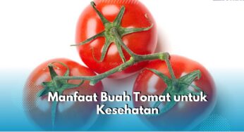 Tomat Bantu Jaga Imunitas Saat Cuaca Tak Menentu