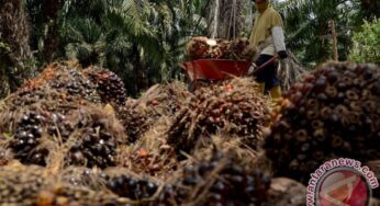Peran Perusahaan Sawit Cegah Karhutla Musim Kemarau
