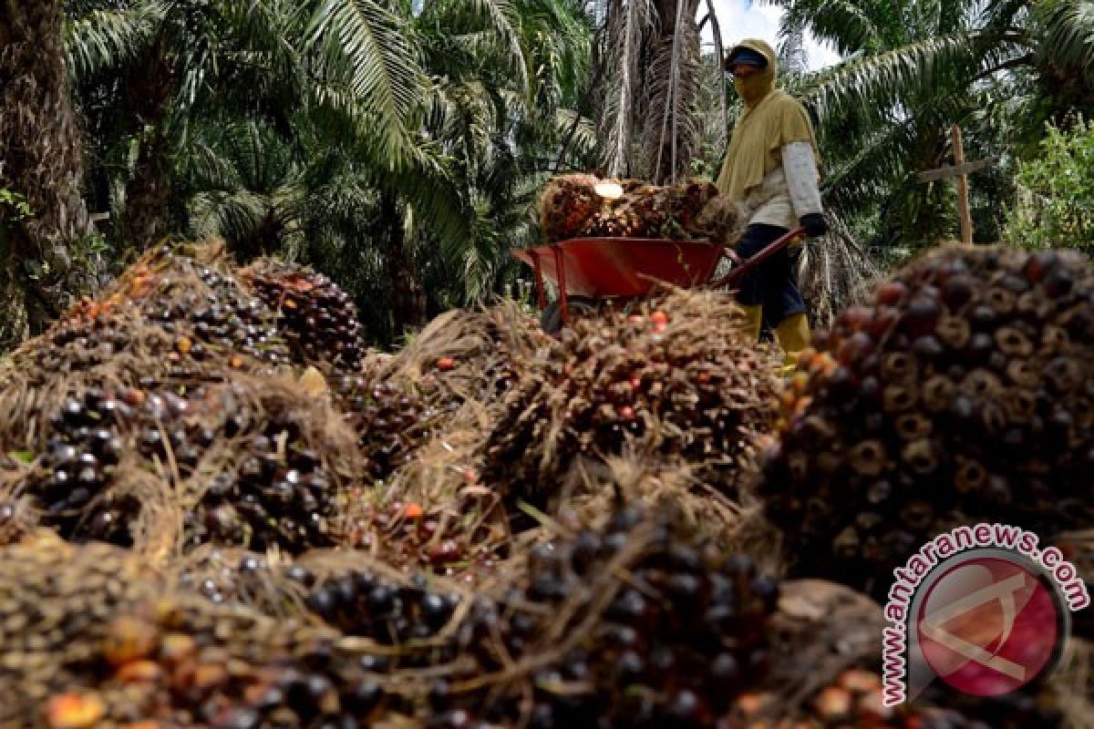 Peran Perusahaan Sawit Cegah Karhutla Musim Kemarau