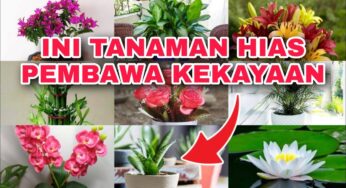 Tanaman Hias Pembawa Rezeki dan Kedamaian Rumah
