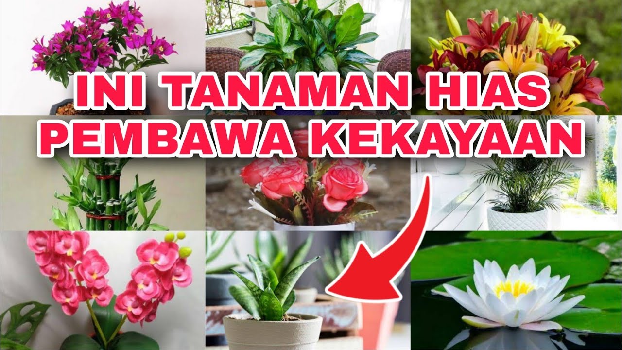 Tanaman Hias Pembawa Rezeki dan Kedamaian Rumah